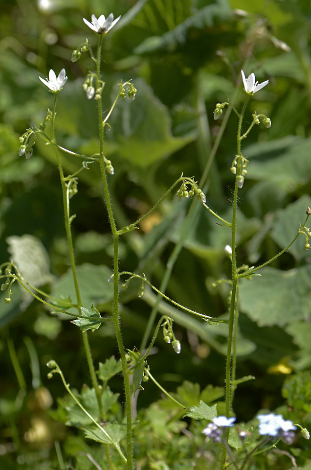 Saxifraga rotundifolia / Saxifraga a foglie rotonde